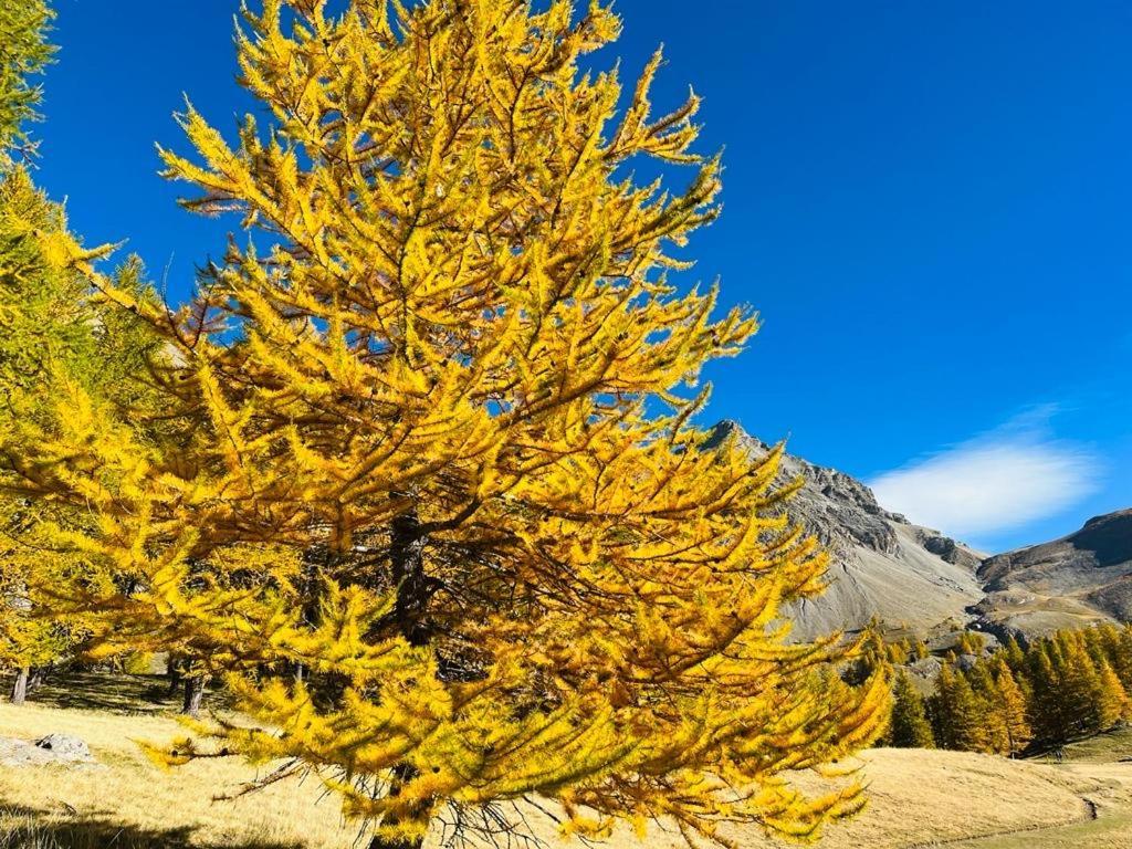 Les Glycines, Charmant Studio Au Calme Dans Batisse De Maitre Proche Du Centre Ville Parking Gratuit Digne-les-Bains Exteriör bild